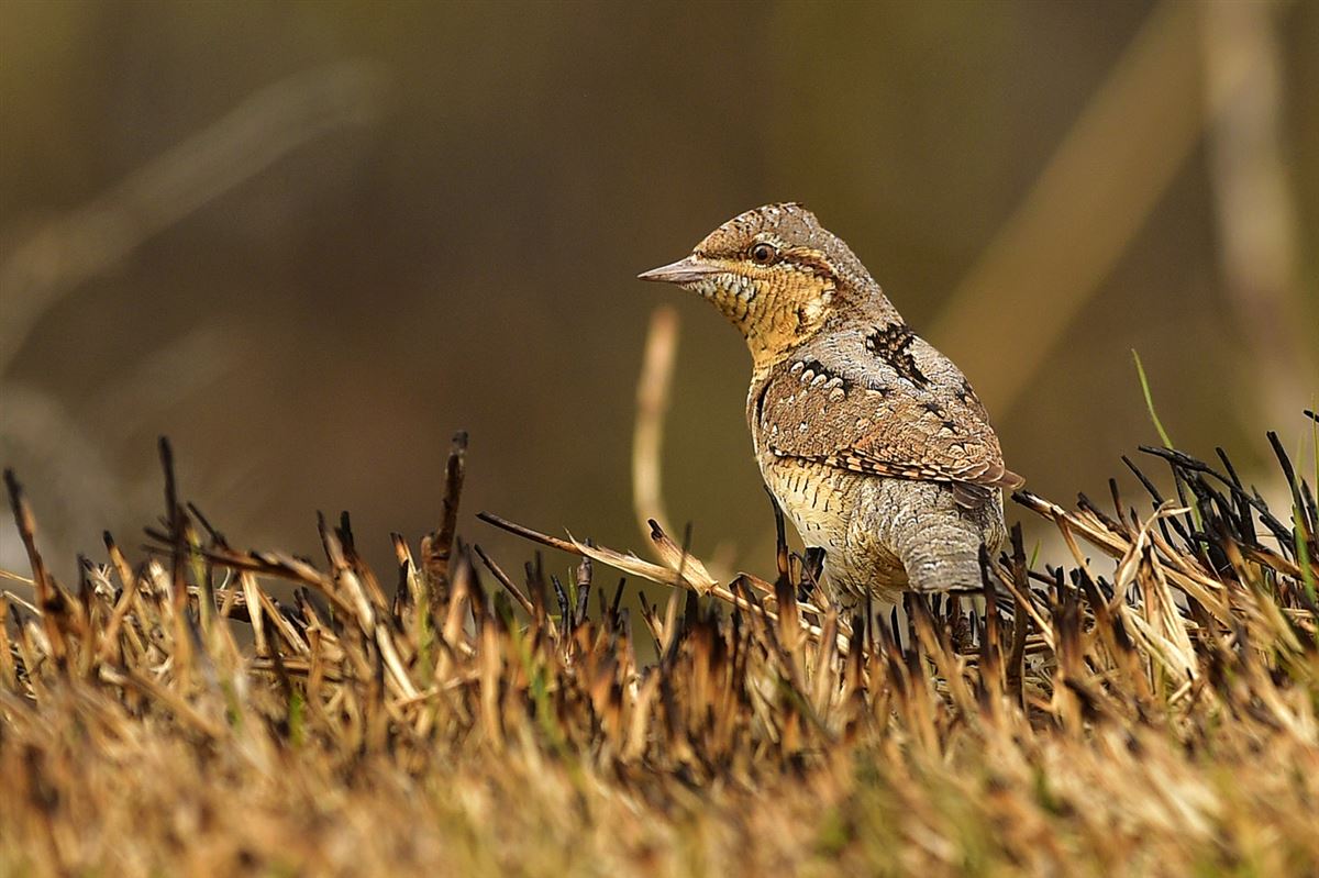 Eurasian Wryneck