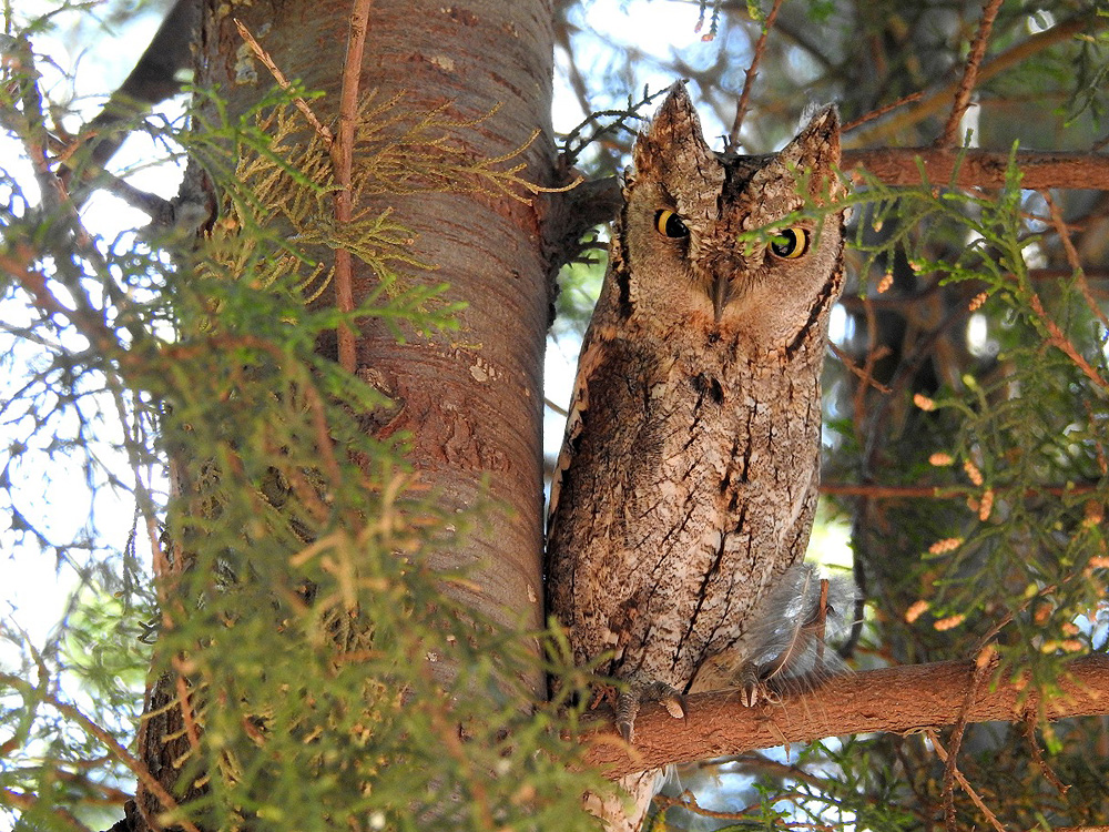 Eurasian Scops Owl
