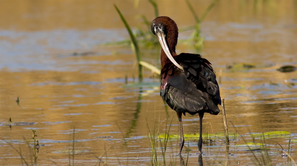 Glossy Ibis
