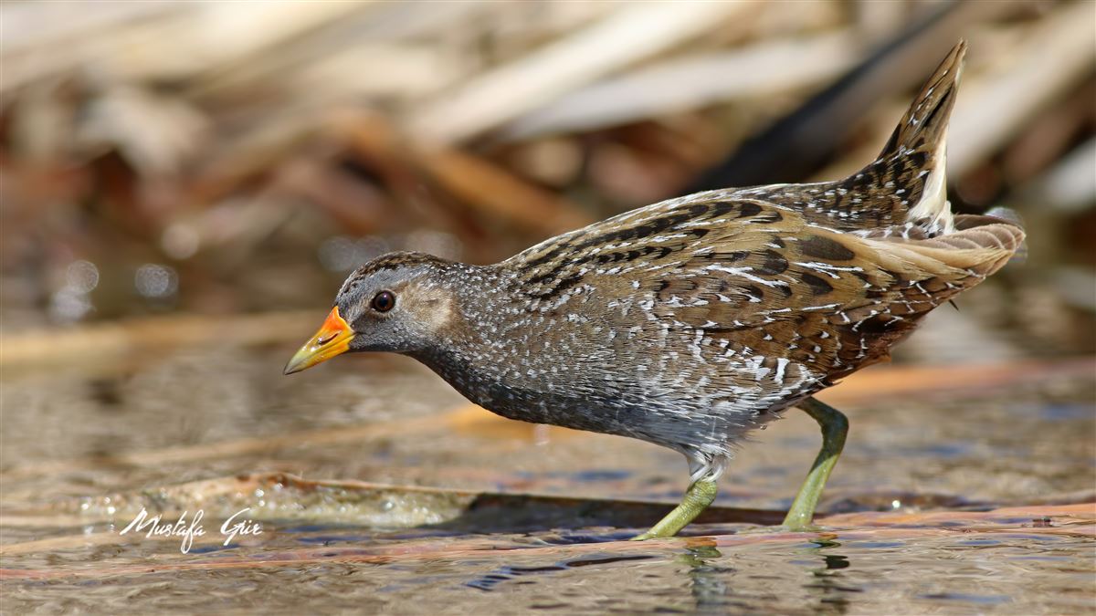 Spotted Crake
