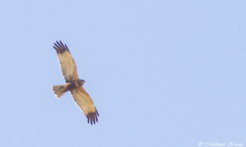 Western Marsh Harrier