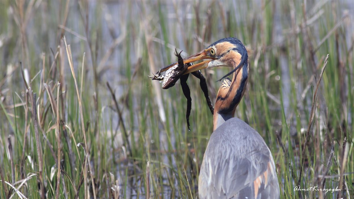 Purple Heron