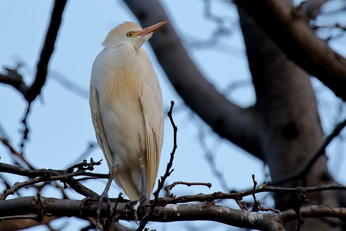 Western Cattle Egret