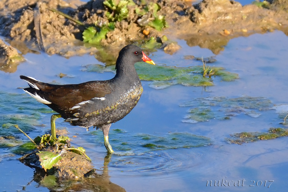 Common Moorhen