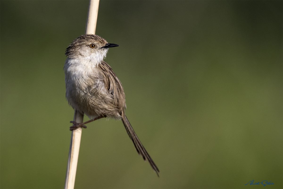 Delicate Prinia
