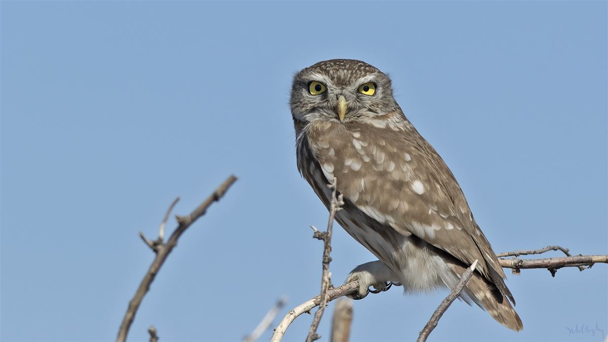 Little Owl