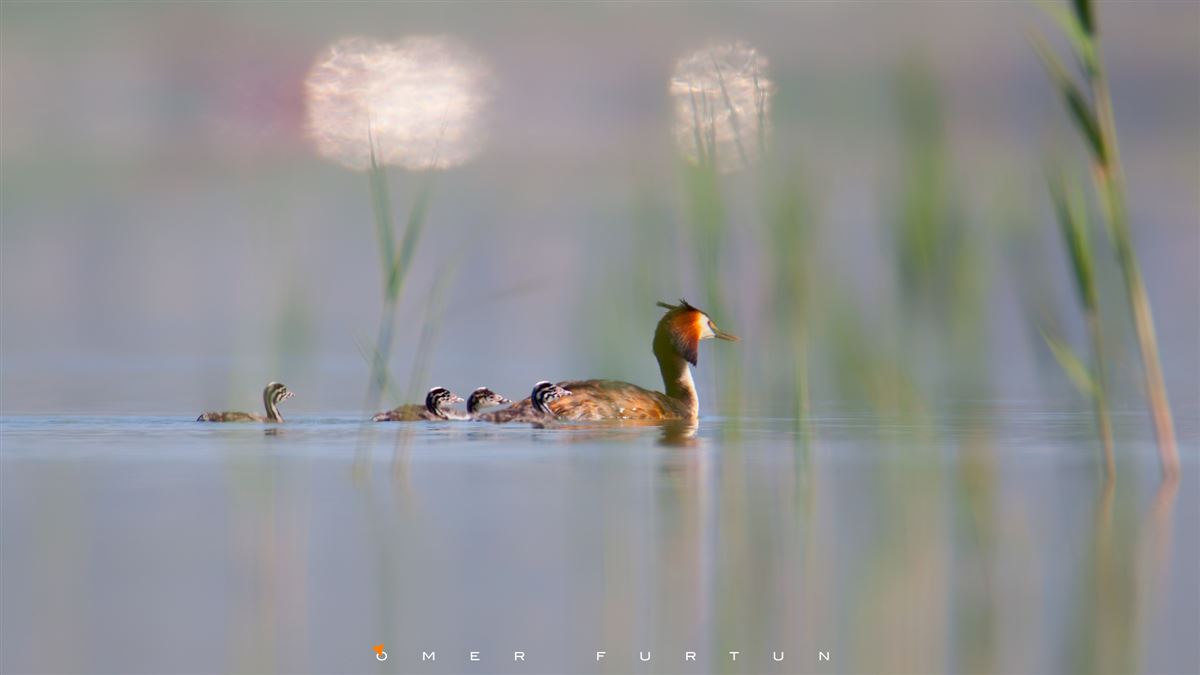 Great Crested Grebe