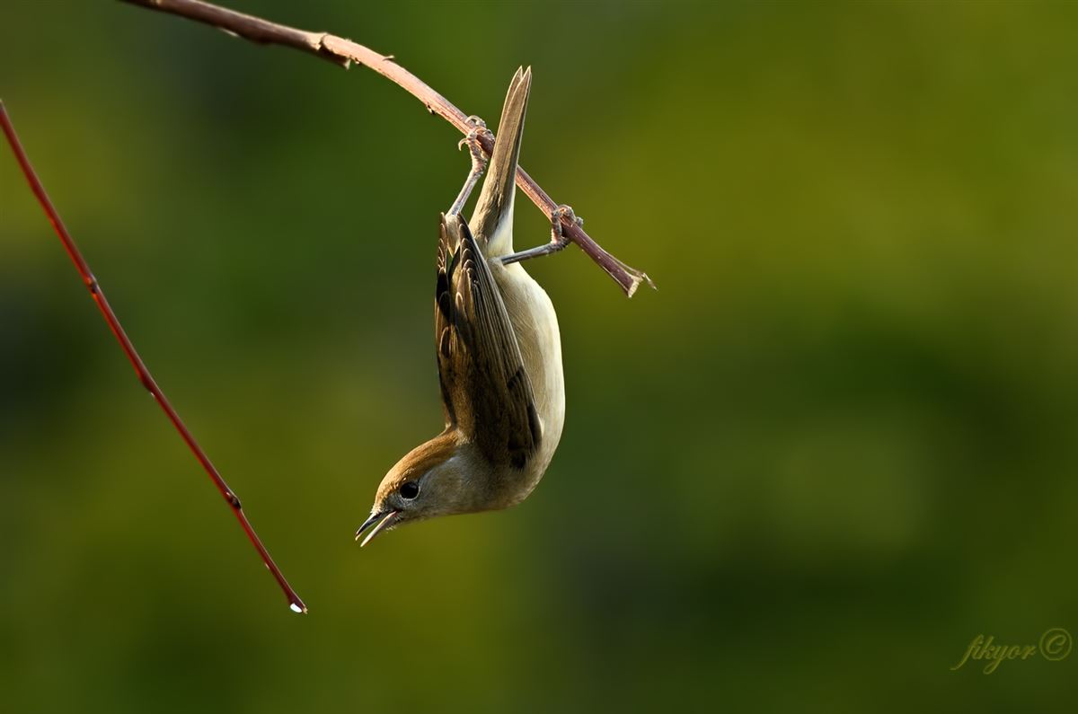Eurasian Blackcap