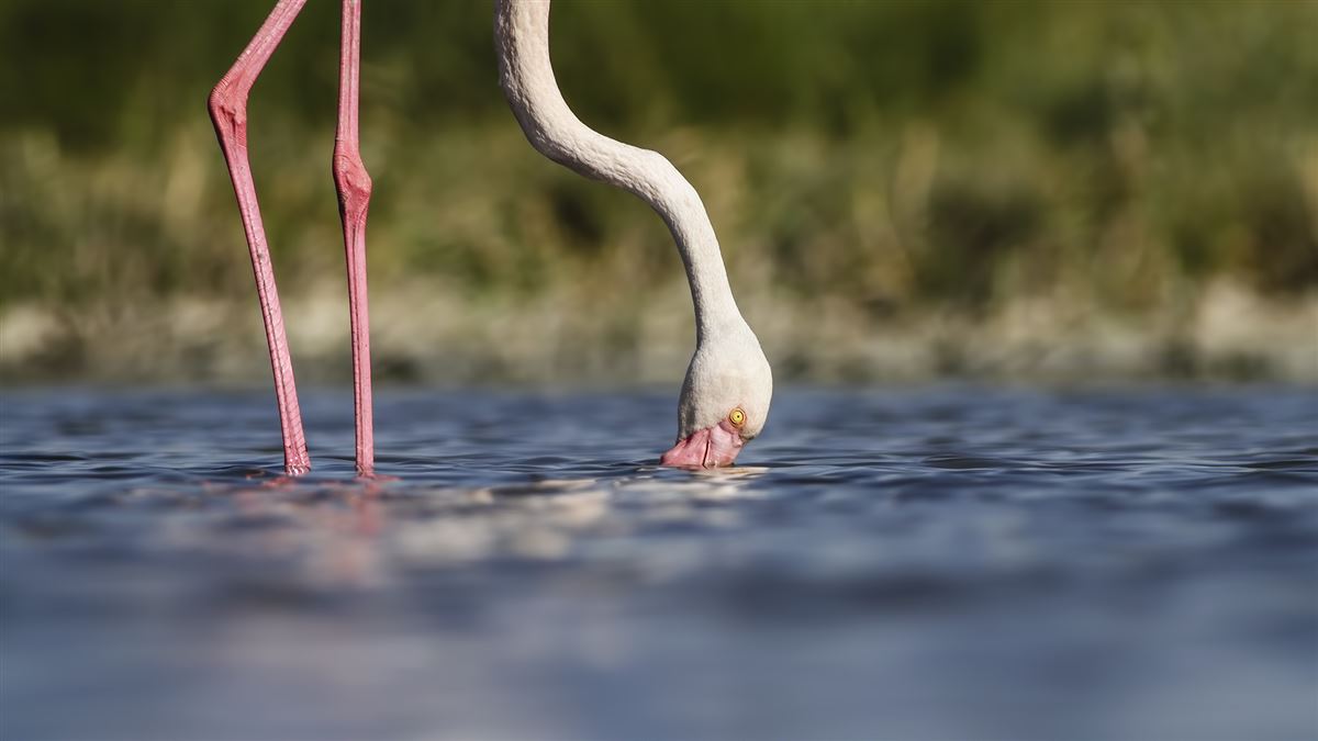 Greater Flamingo