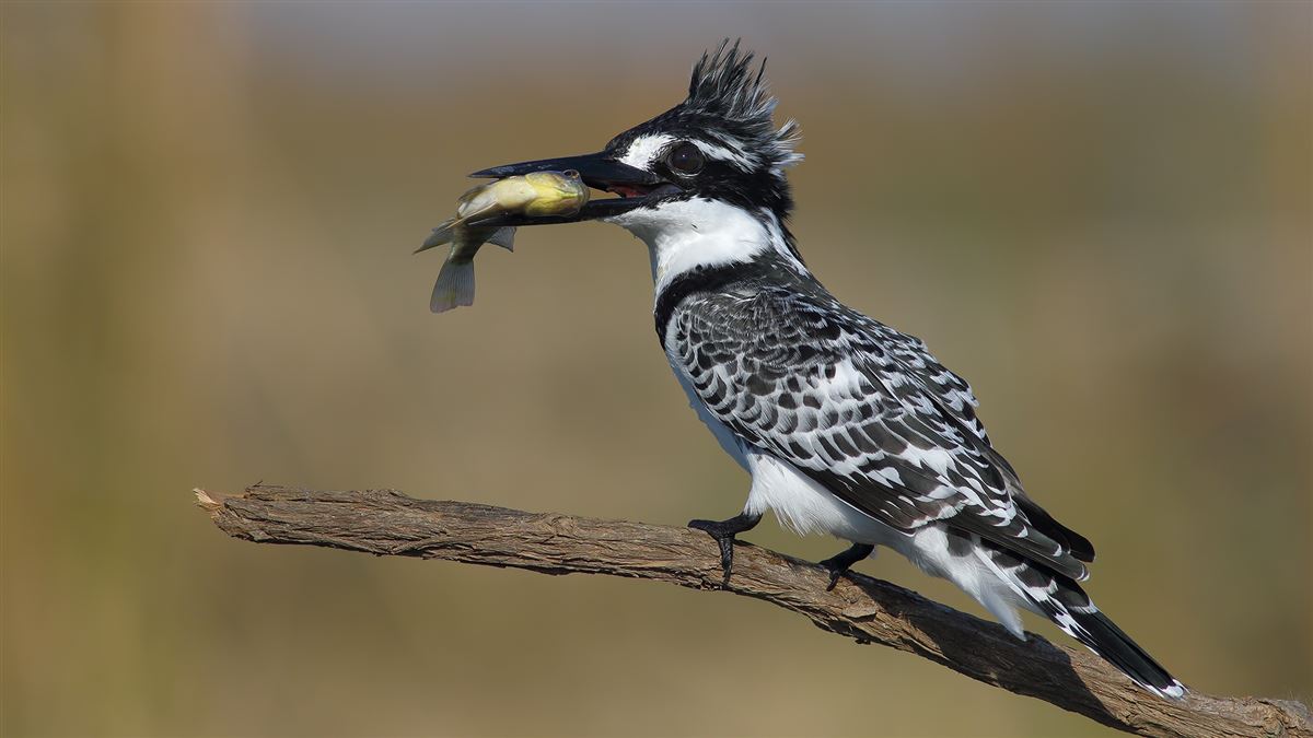 Pied Kingfisher