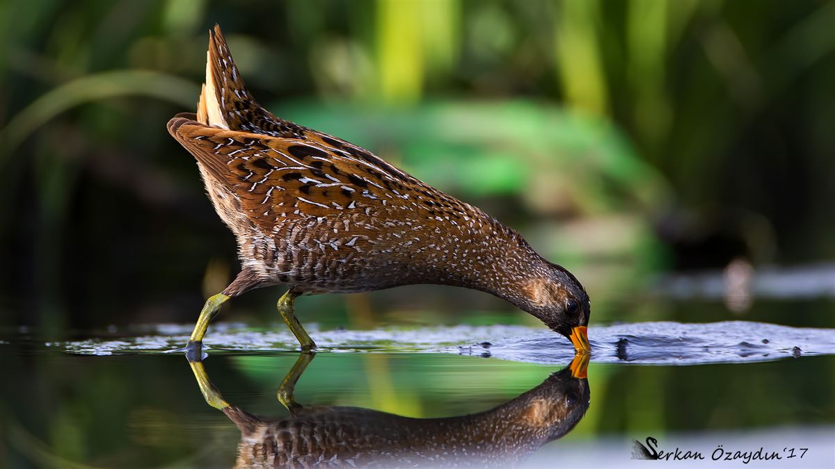 Spotted Crake