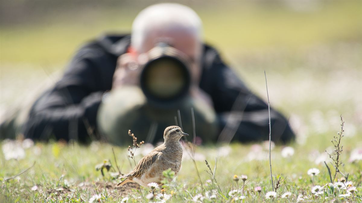 Eurasian Dotterel