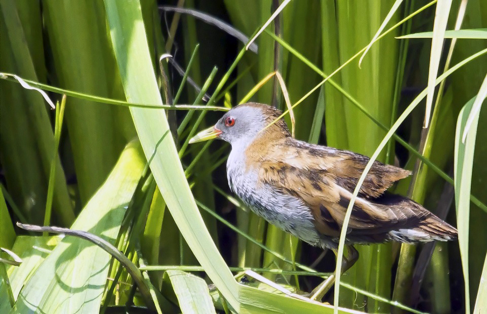 Little Crake