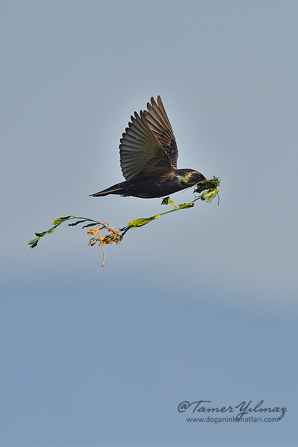 Common Starling
