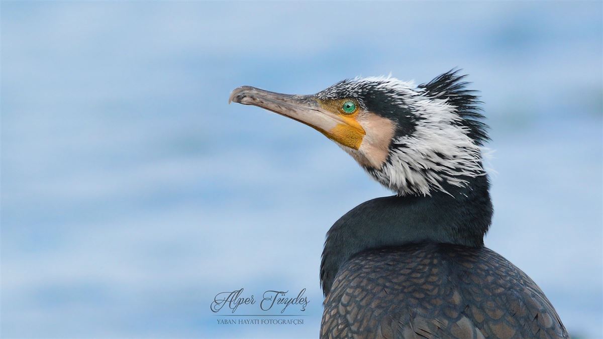 Great Cormorant