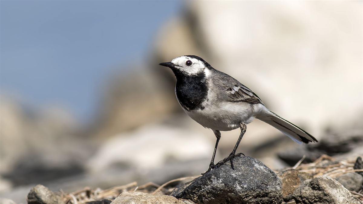 White Wagtail