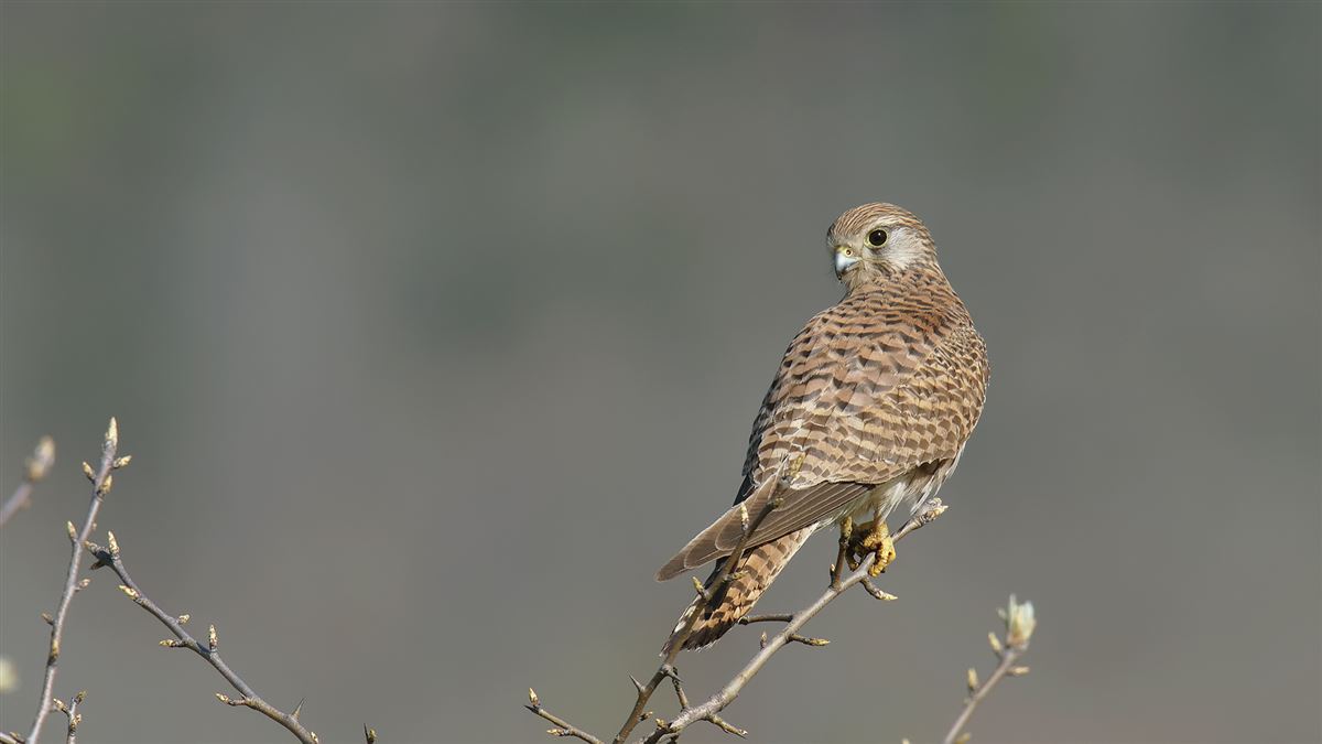 Common Kestrel