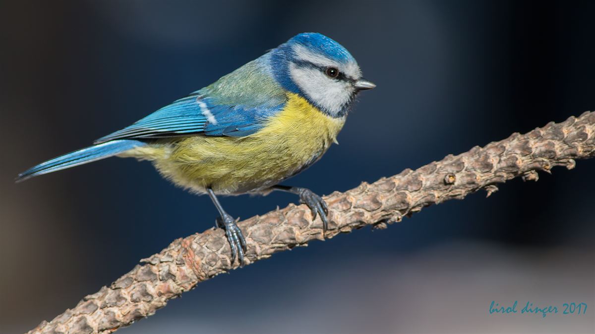 Eurasian Blue Tit