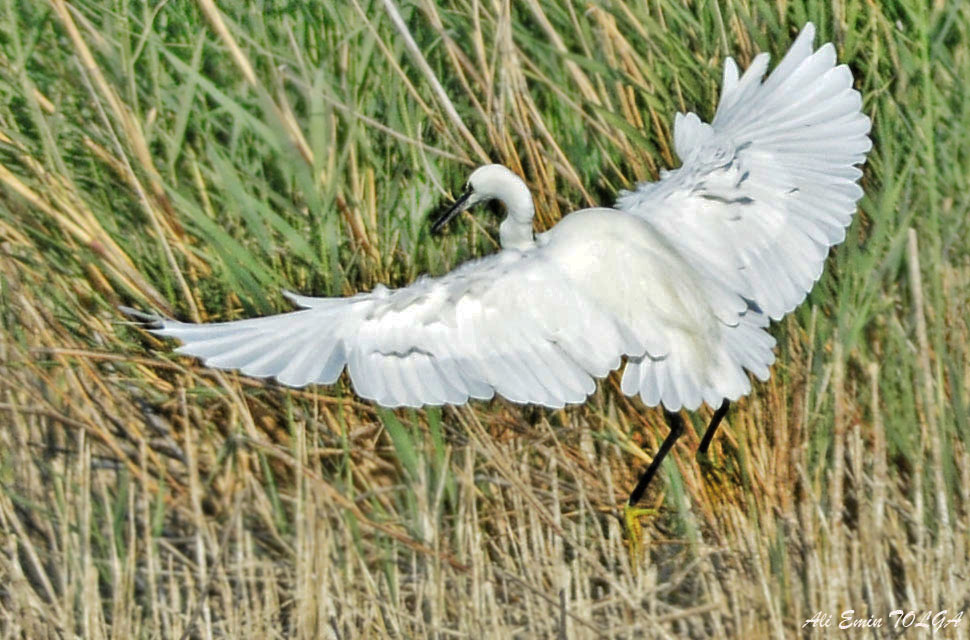 Little Egret