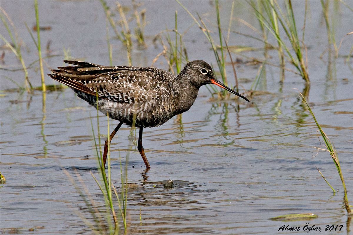 Spotted Redshank
