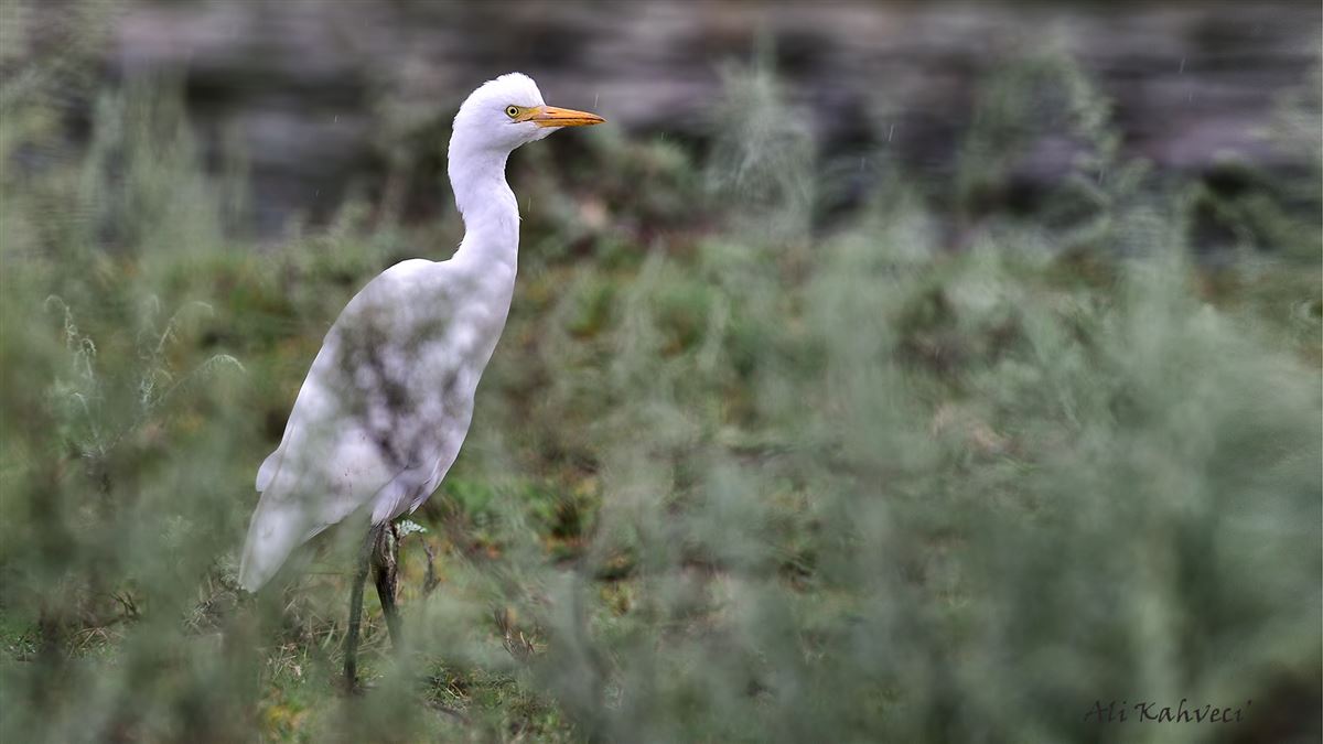 Western Cattle Egret