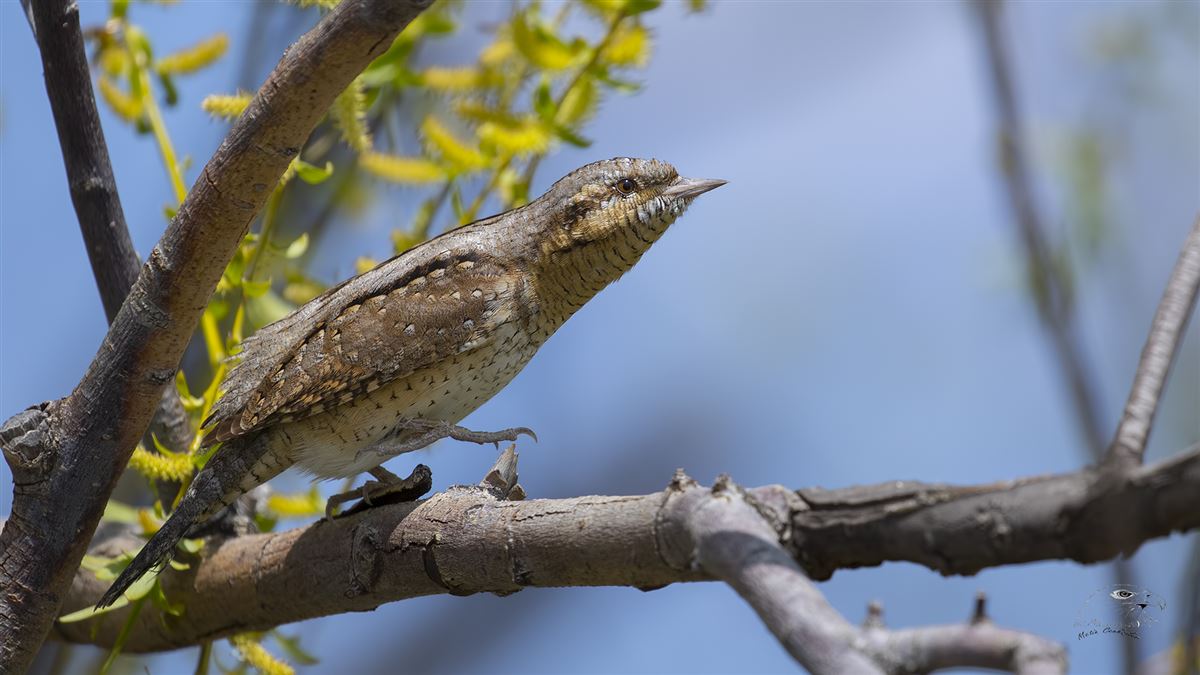 Eurasian Wryneck