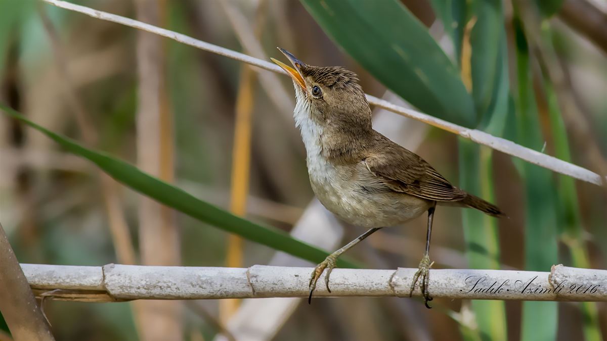 Common Reed Warbler