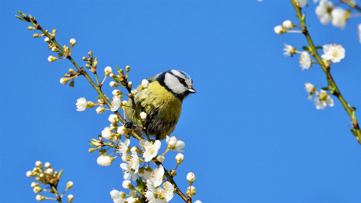 Eurasian Blue Tit