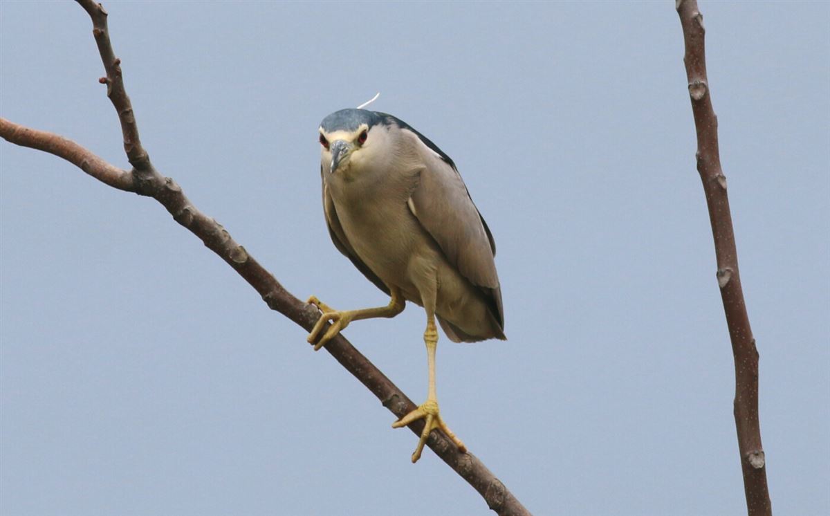 Black-crowned Night Heron