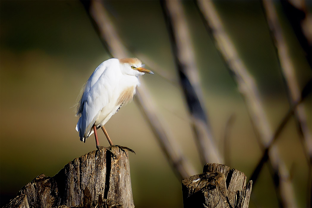 Western Cattle Egret