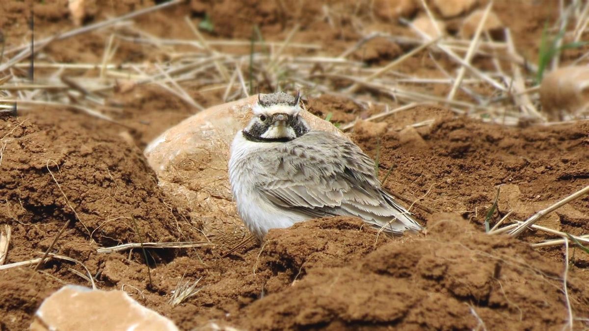 Horned Lark