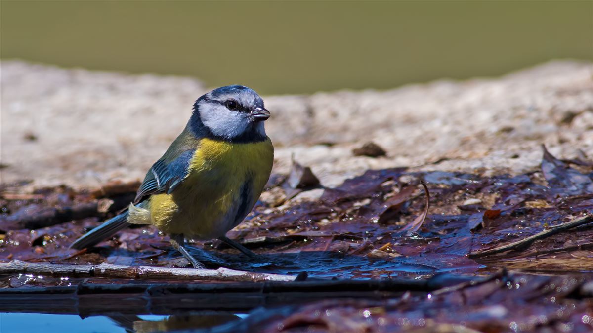 Eurasian Blue Tit