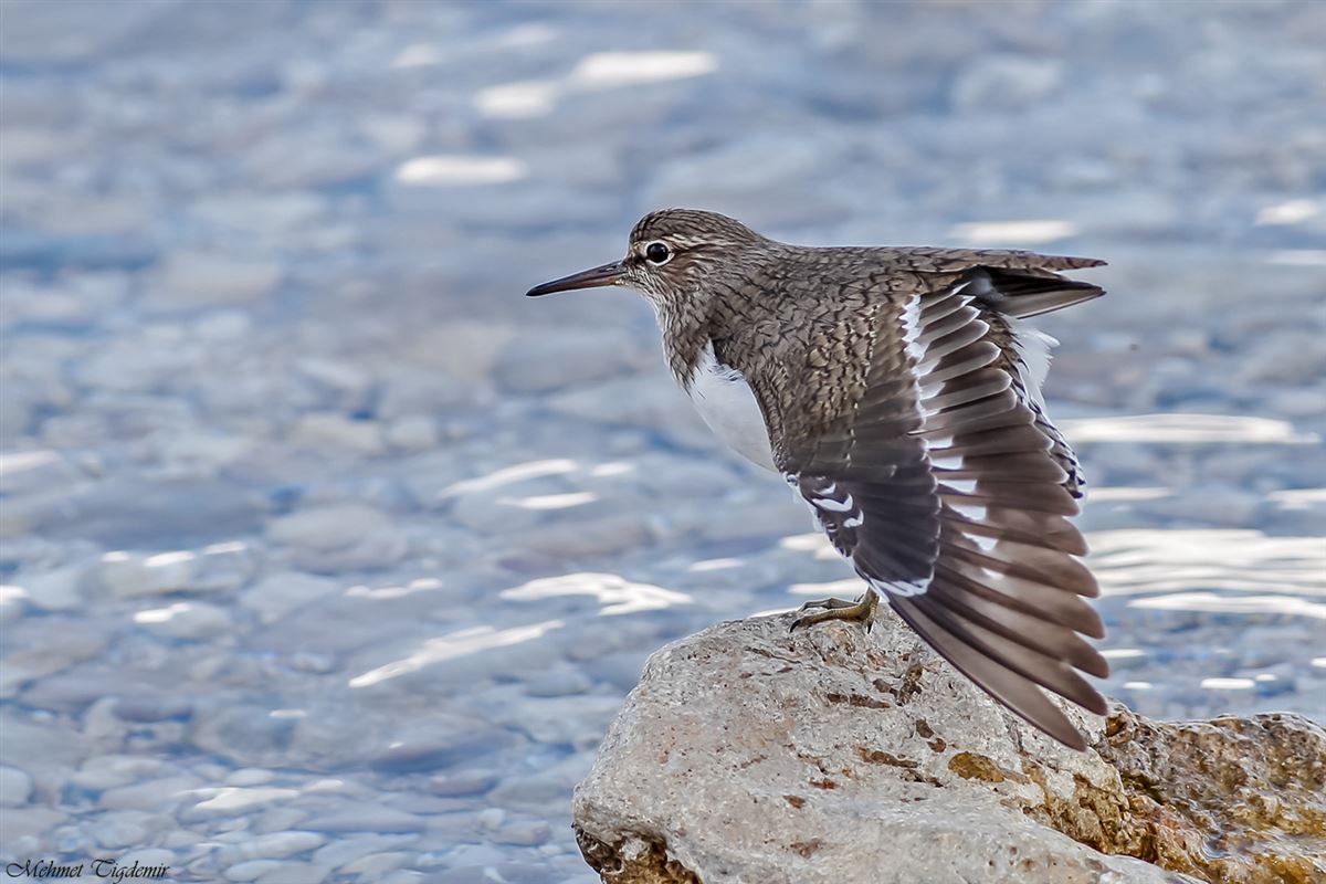 Common Sandpiper