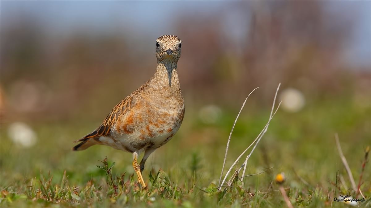 Eurasian Dotterel