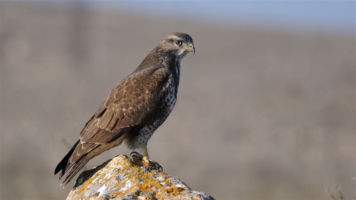 Common Buzzard