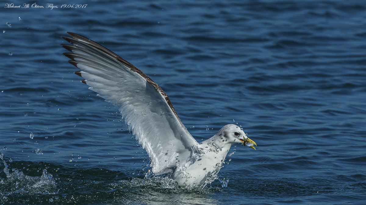 Black-legged Kittiwake
