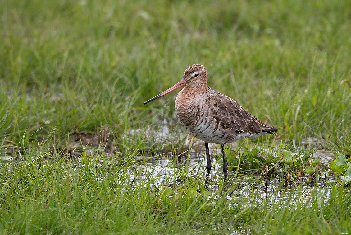 Black-tailed Godwit