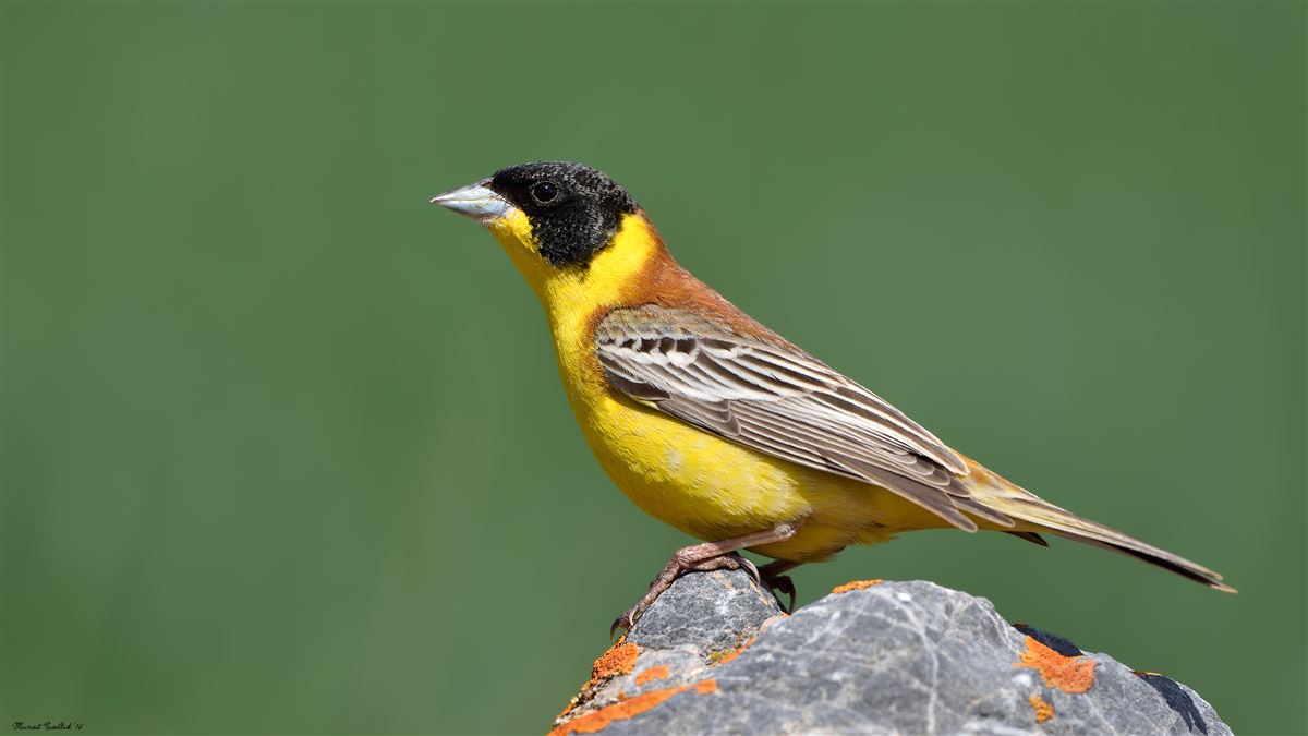 Black-headed Bunting