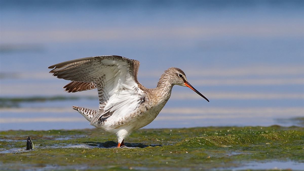 Spotted Redshank