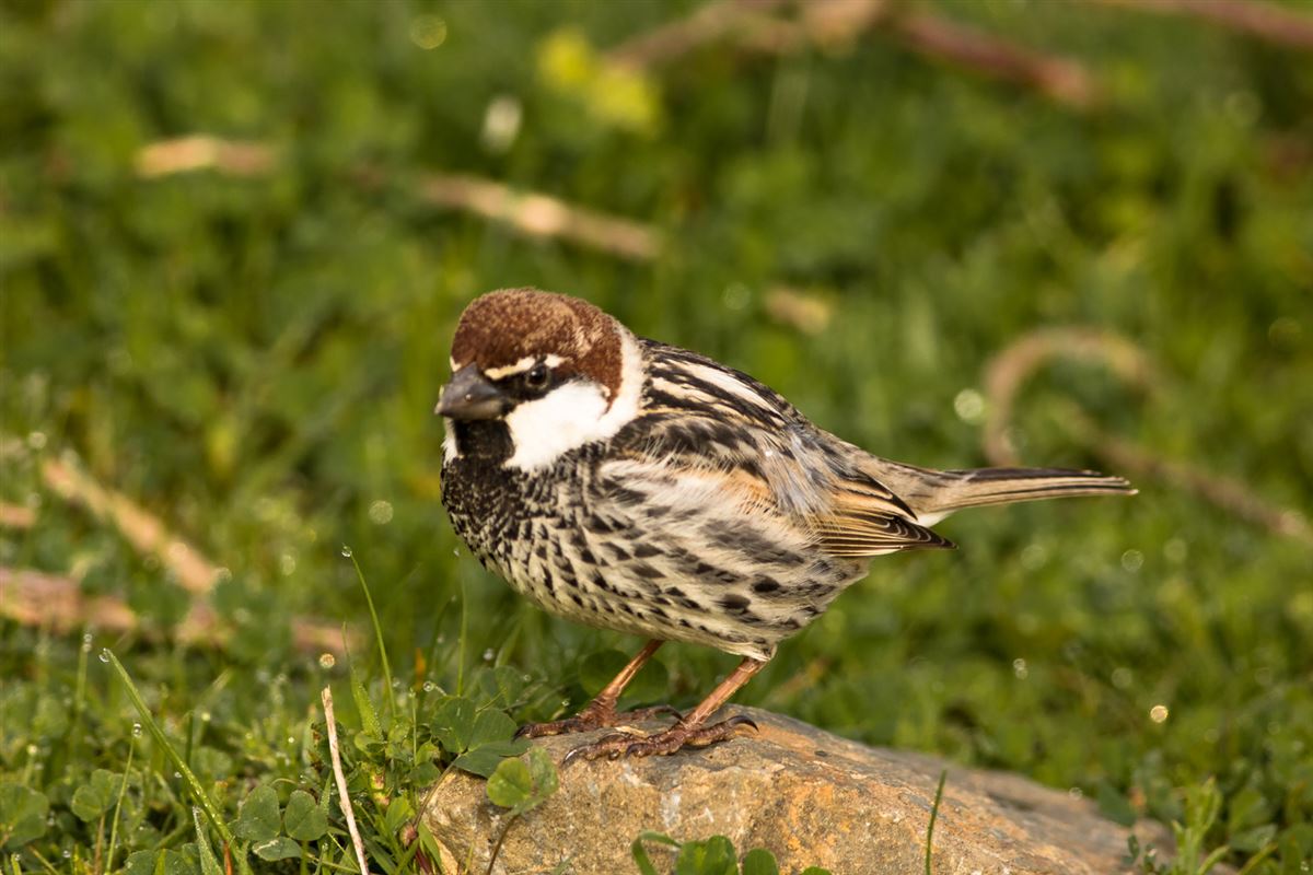 Spanish Sparrow