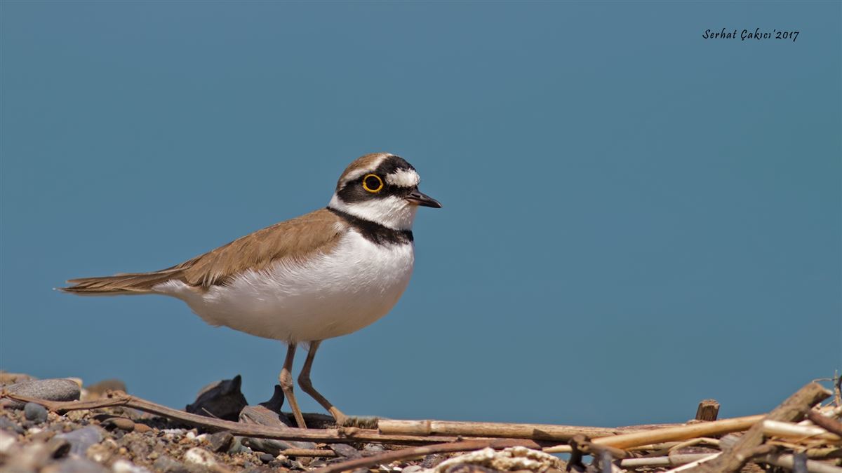 Little Ringed Plover