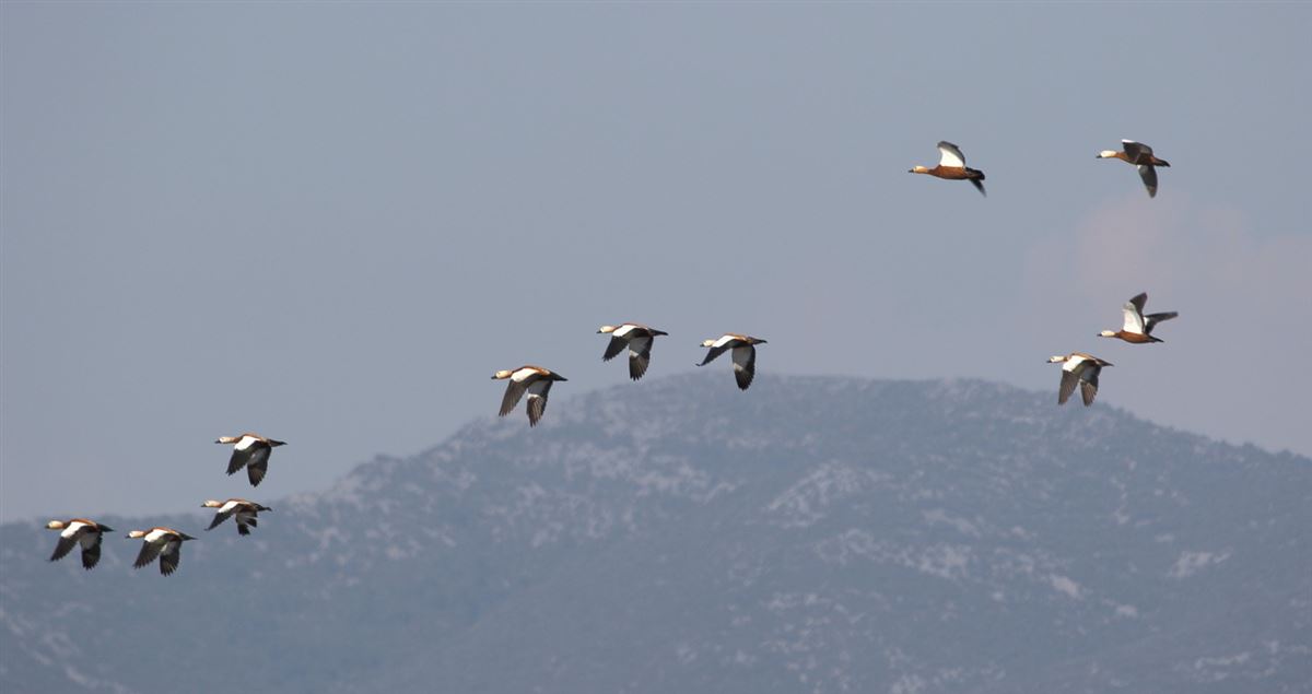 Ruddy Shelduck