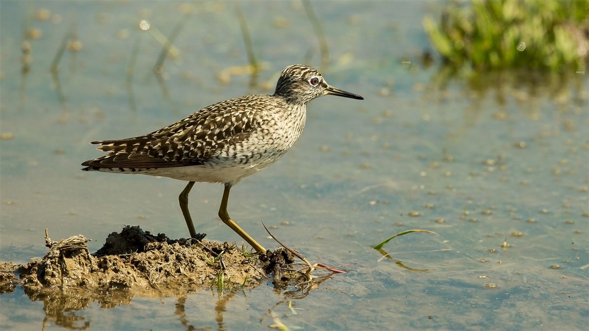 Wood Sandpiper