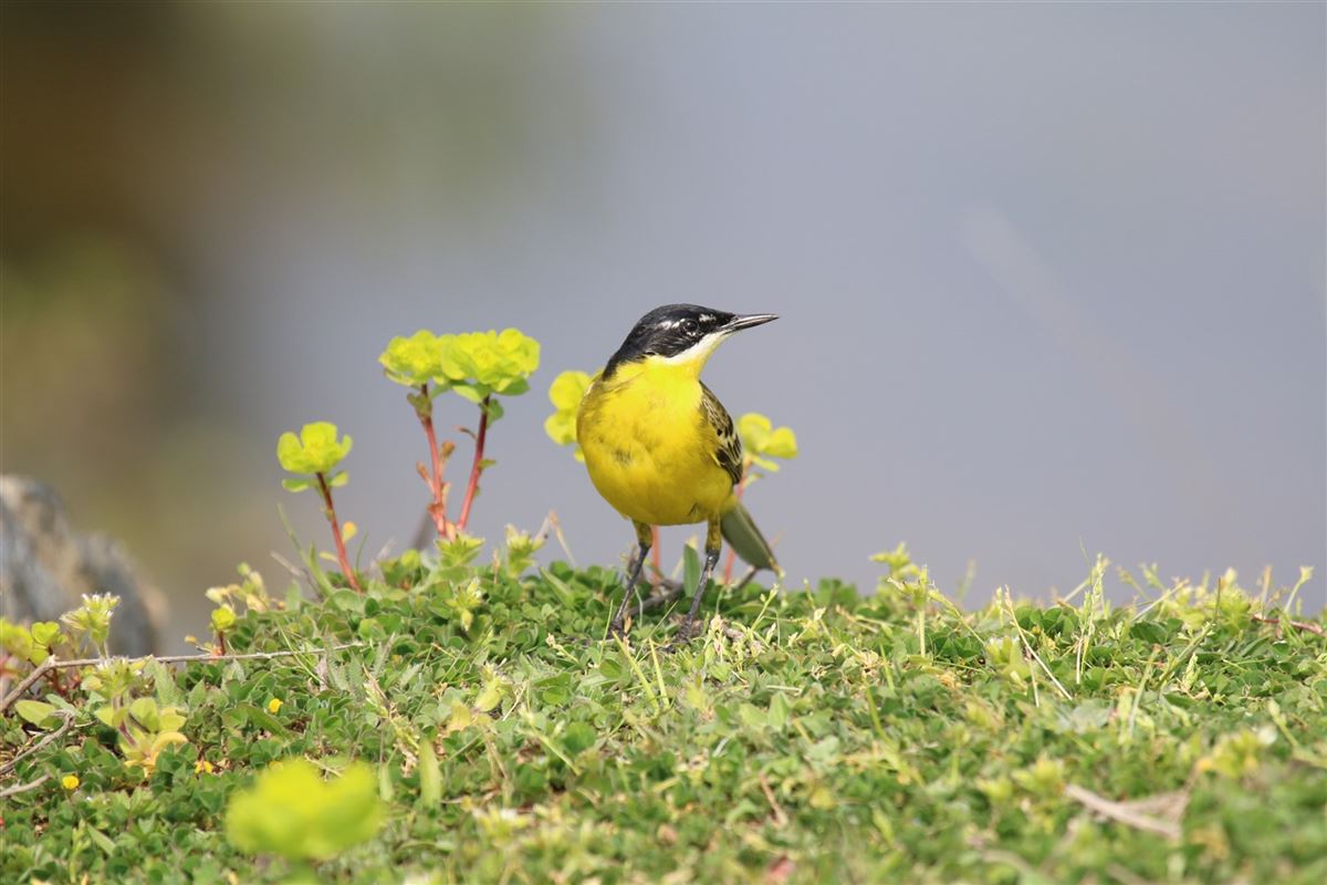 Western Yellow Wagtail