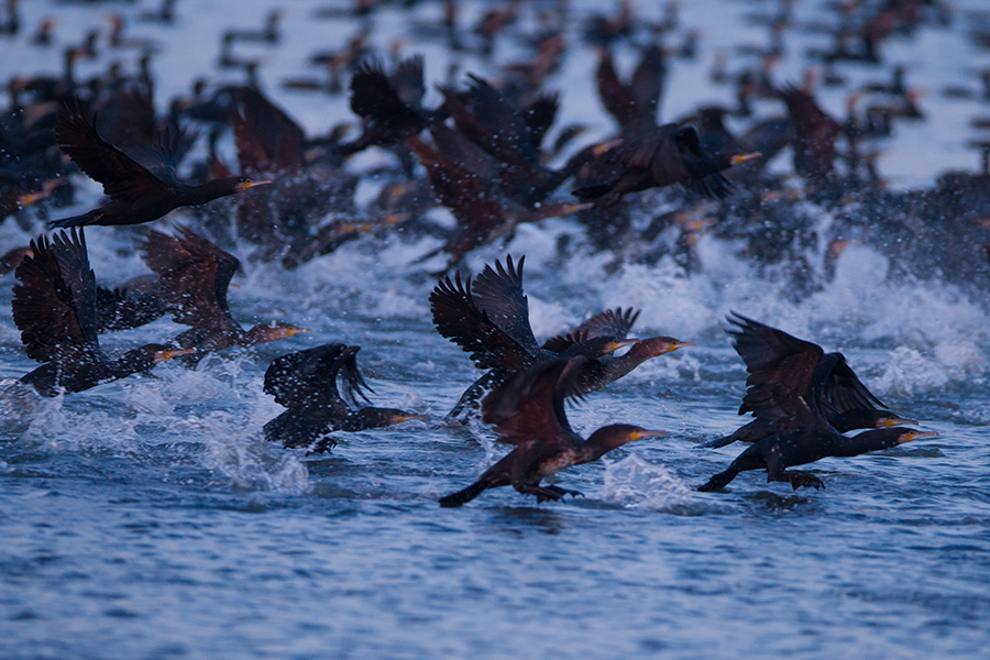 Great Cormorant