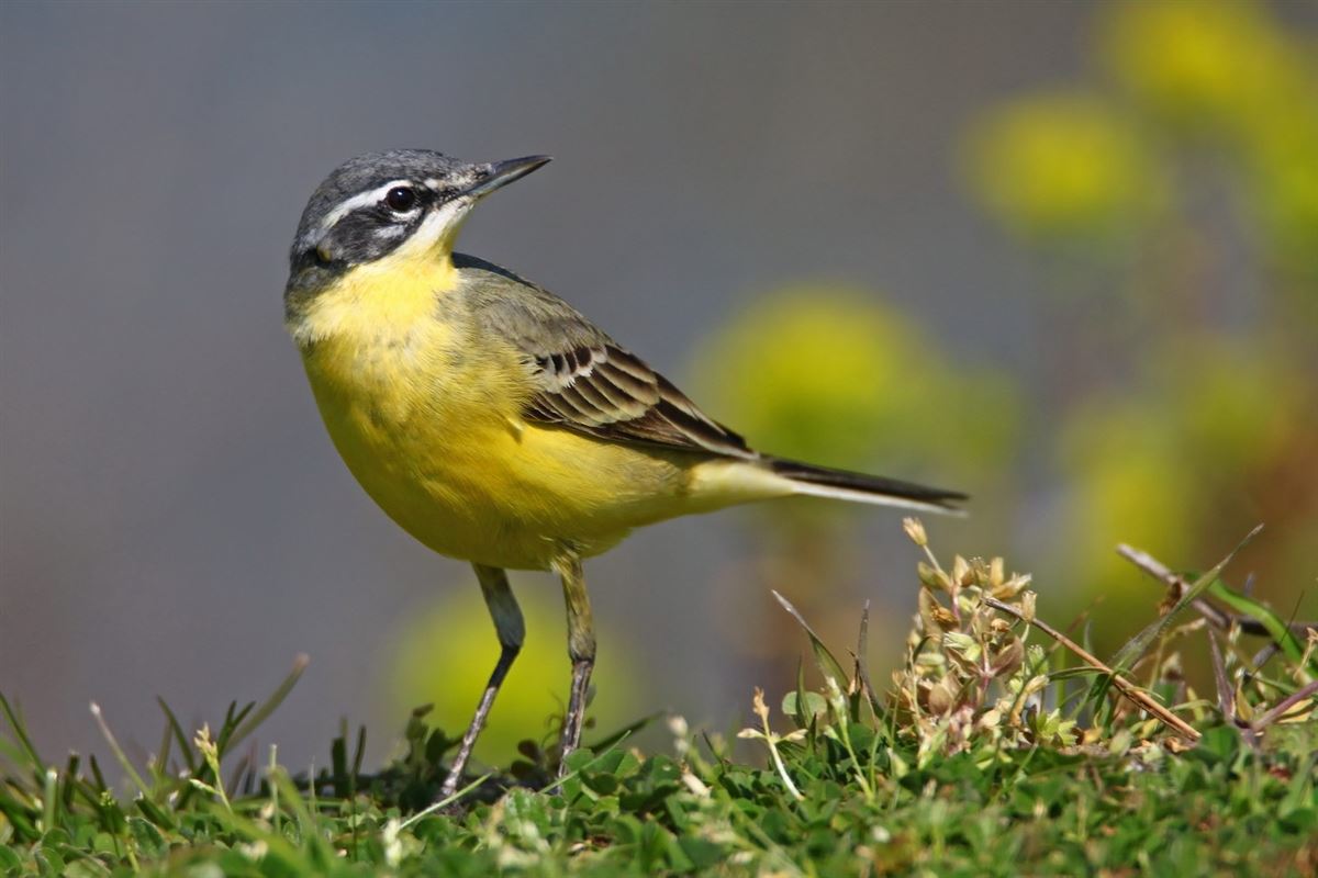 Western Yellow Wagtail