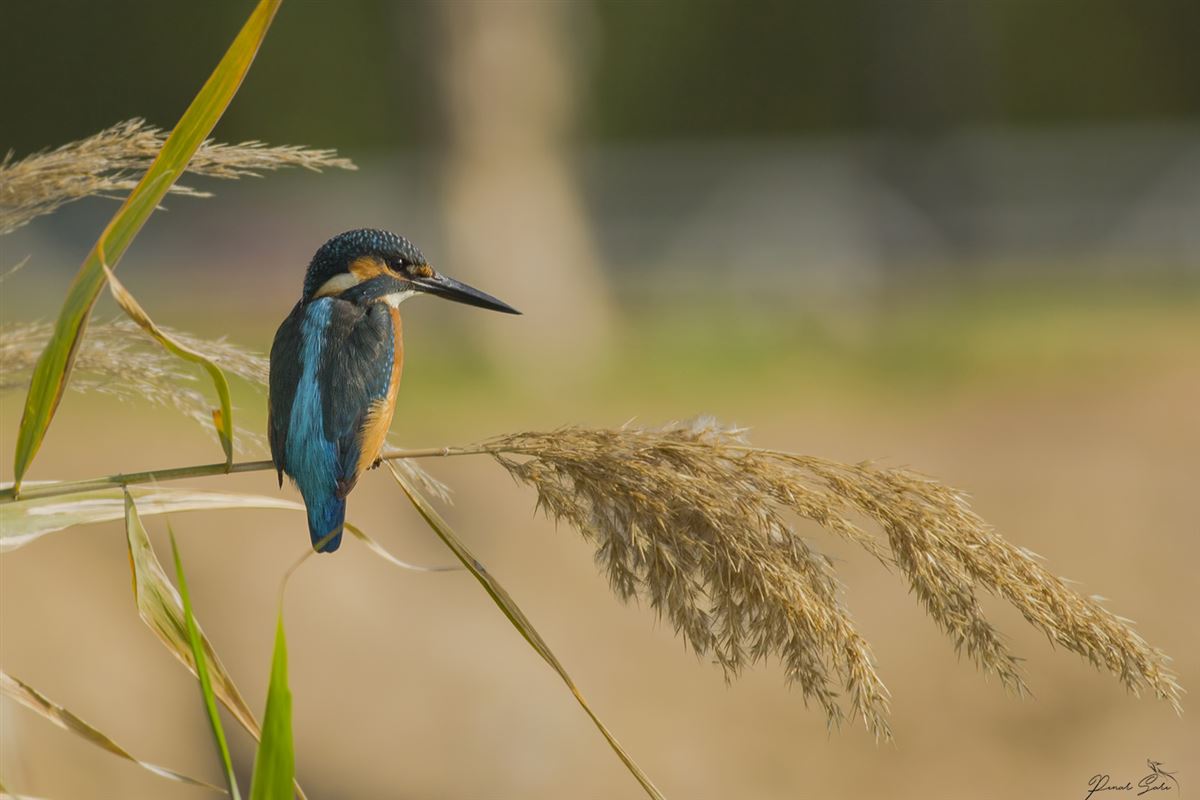 Common Kingfisher