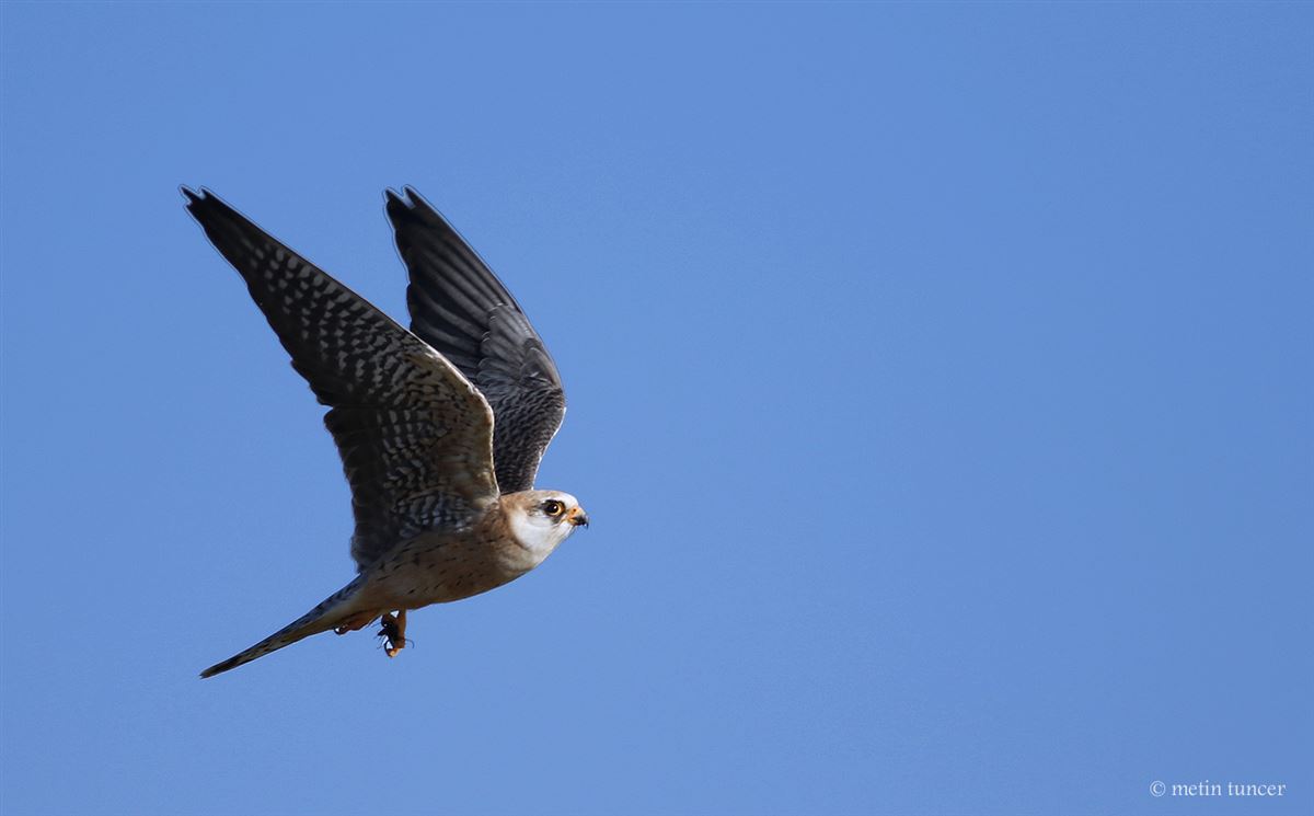 Red-footed Falcon