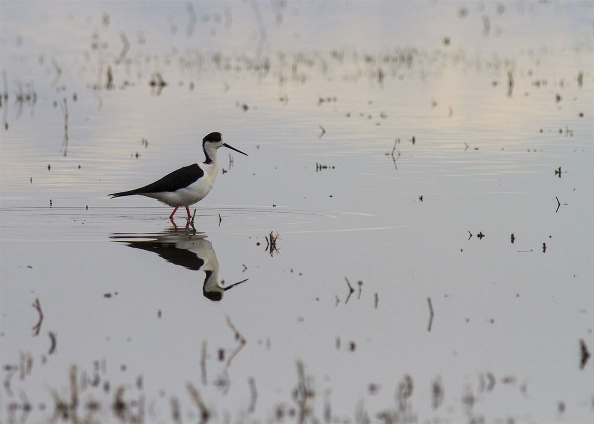 Black-winged Stilt