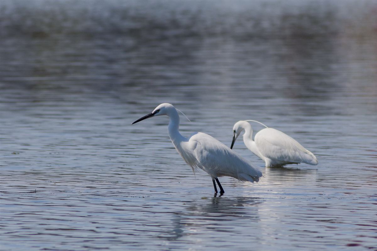 Little Egret